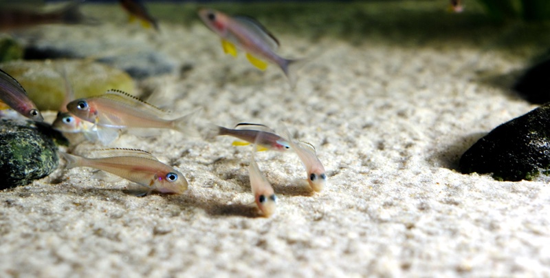 Xenotilapia nasus 'Chituta Bay'